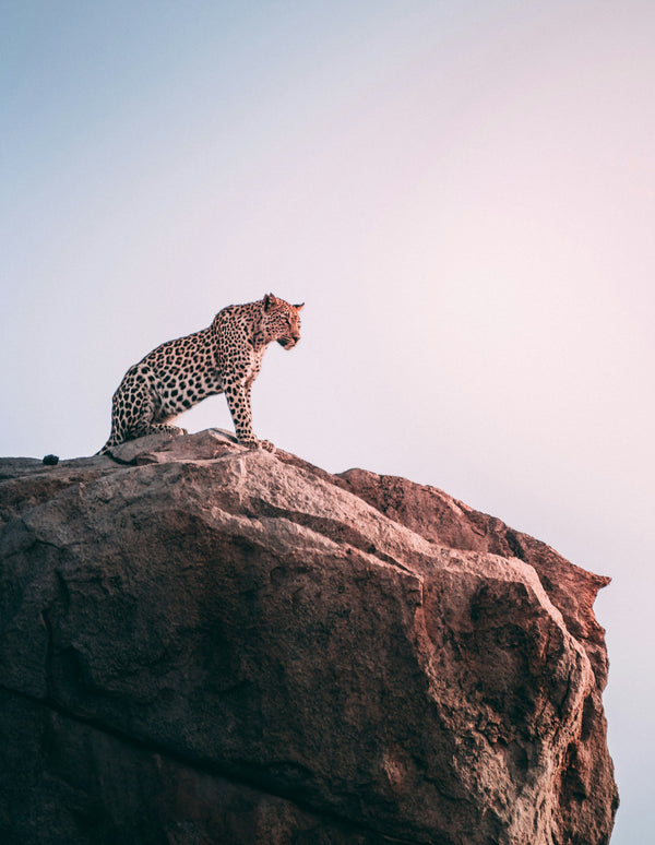 What Is the Best eSIM for South Africa?