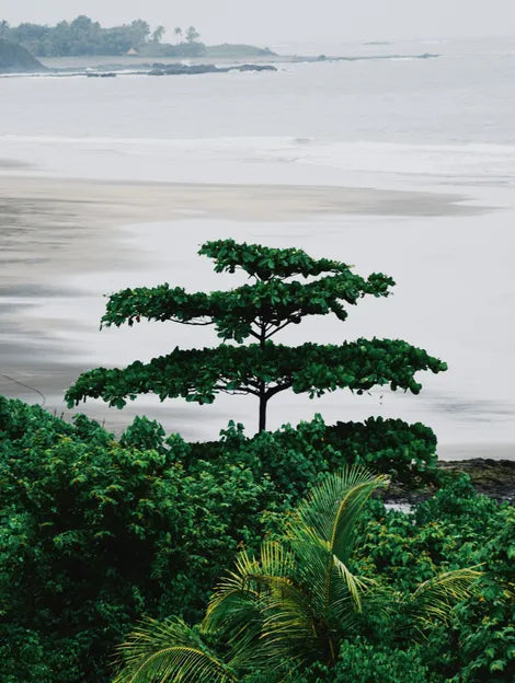 French Guiana