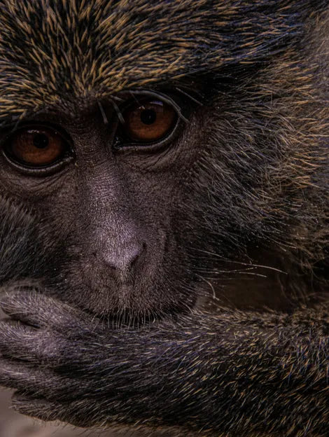 Republic of the Congo